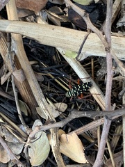 Placosternus erythropus