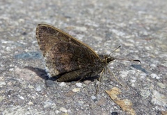 Cogia caicus