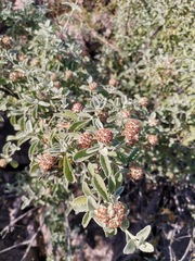 Buddleja marrubiifolia