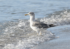 Larus fuscus graellsii