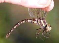 Aeshna verticalis