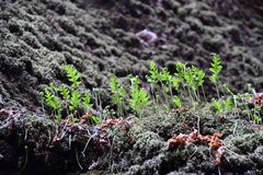 Polypodium californicum