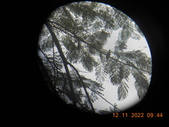 Pycnonotus goiavier jambu