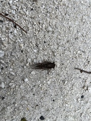 Gelidea torrida