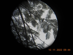 Pycnonotus goiavier jambu