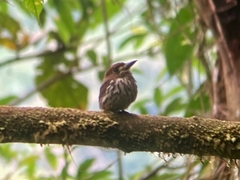 Micromonacha lanceolata