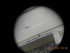 Passer montanus malaccensis