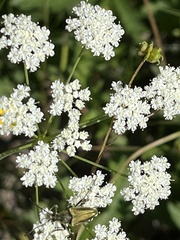 Apiales