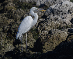 Ardea herodias occidentalis