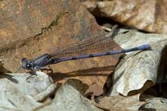 Argia tonto