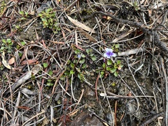 Viola serpentinicola