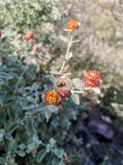 Buddleja marrubiifolia