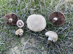 Agaricus incultorum