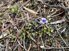 Viola serpentinicola