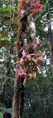 Epidendrum peperomia image