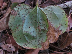 Puccinia smilacis