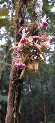 Epidendrum porpax