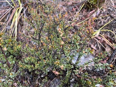 Micrantheum serpentinum