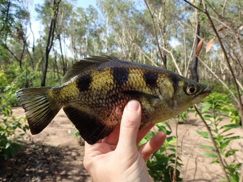Archer fish (Toxotes chatareus) — Toxotidae — 3