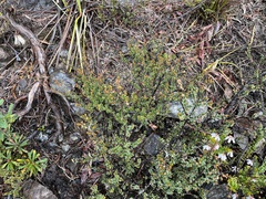 Micrantheum serpentinum