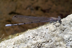 Argia tonto