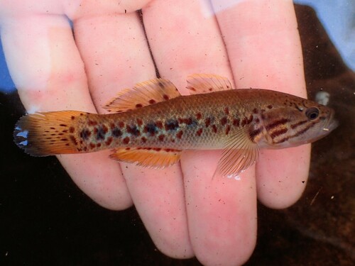 Northern purplespotted gudgeon (Mogurnda mogurnda) — Eleotridae — 2