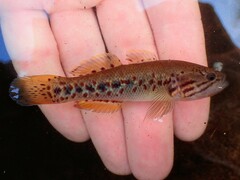 Northern Purplespotted Gudgeon photo 4