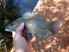 Hephaestus fuliginosus