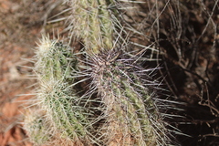 Echinocereus engelmannii fasciculatus