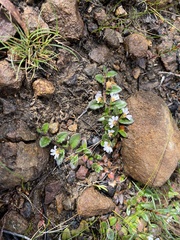 Scaevola hookeri
