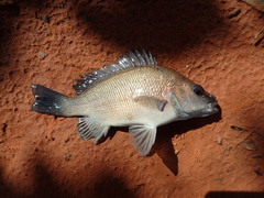 Hephaestus fuliginosus