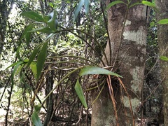 Dendrobium gracilicaule