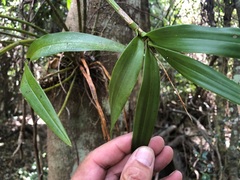 Dendrobium gracilicaule