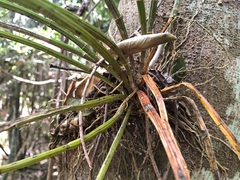 Dendrobium gracilicaule
