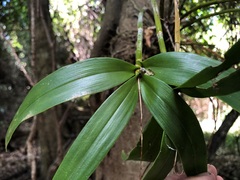 Dendrobium gracilicaule