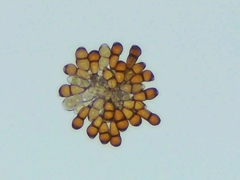 Puccinia smilacis