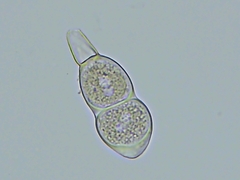 Puccinia smilacis