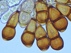 Puccinia smilacis