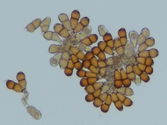 Puccinia smilacis