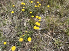 Leptorhynchos squamatus