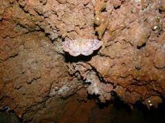 Speiredonia