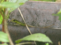 Anolis notopholis