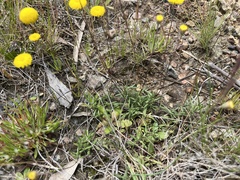 Leptorhynchos squamatus