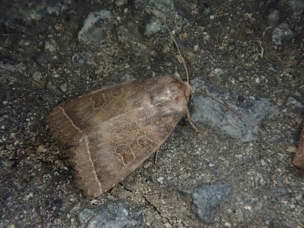 Hoplodrina euryptera