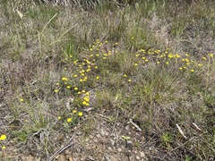 Leptorhynchos squamatus