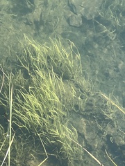 Sagittaria cuneata