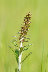 Gamochaeta americana