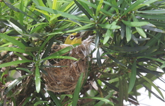 Zosterops simplex simplex