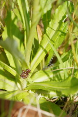 Gamochaeta americana