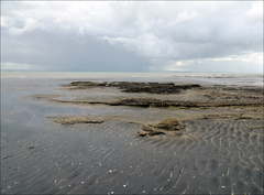 Sterna striata striata